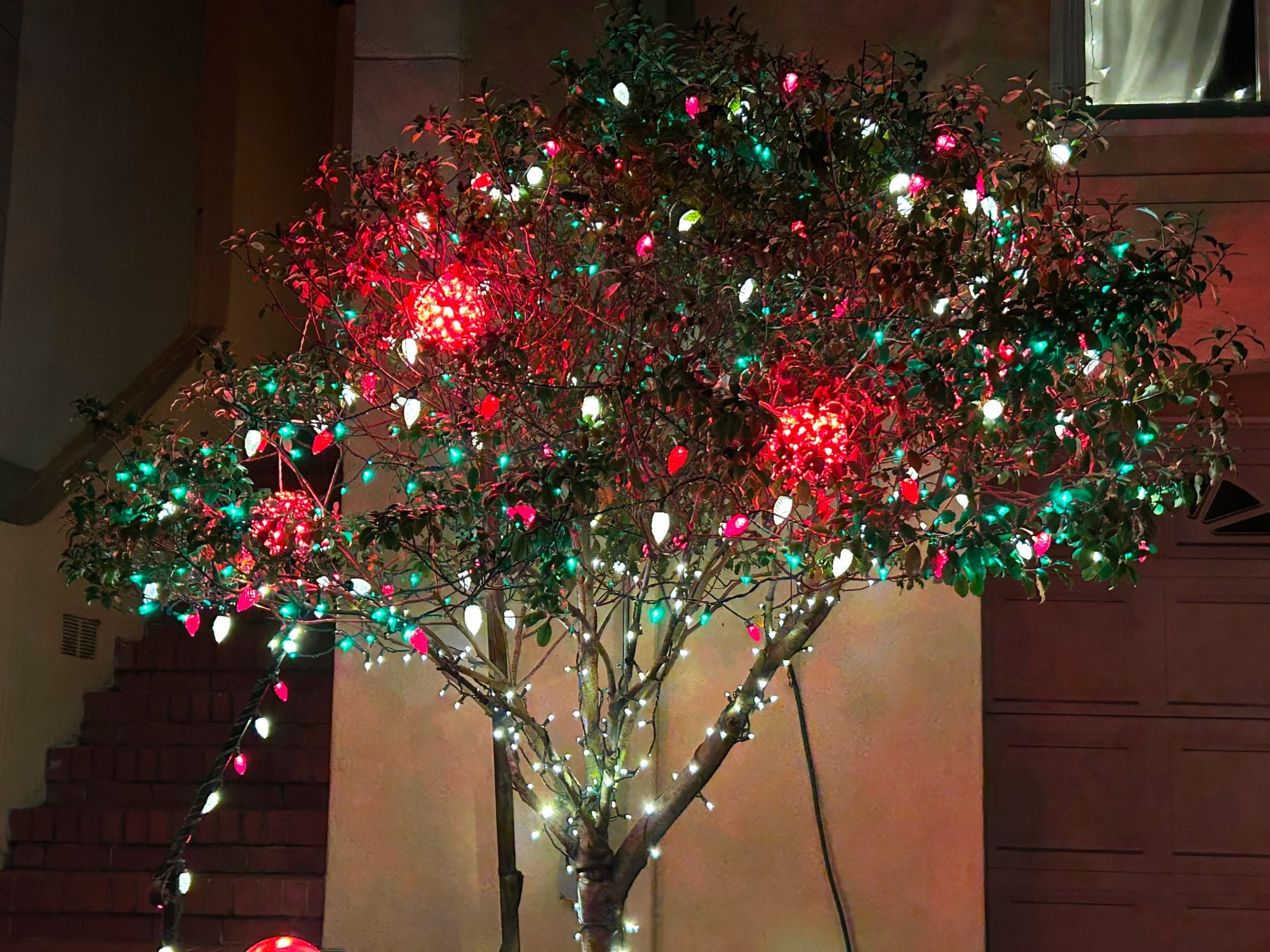 Day Around the Bay: Castro French Bulldog Theft Suspect Arrested, but Hank' the Dog Still Missing