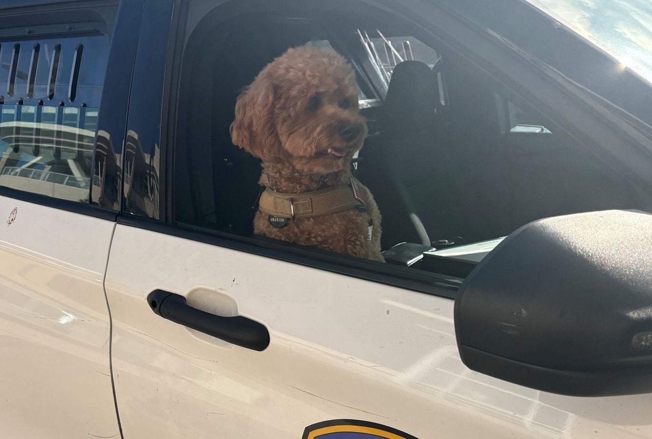 Man Steals Dog In San Mateo, Flees Down Highway 101, Gets Caught