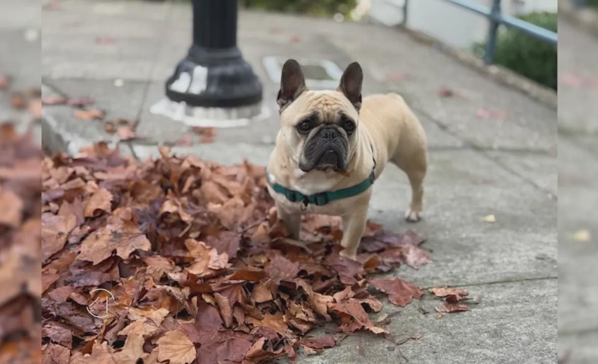 Hank, the Dognapped French Bulldog, Has Been Found Safe, Returned to Owners