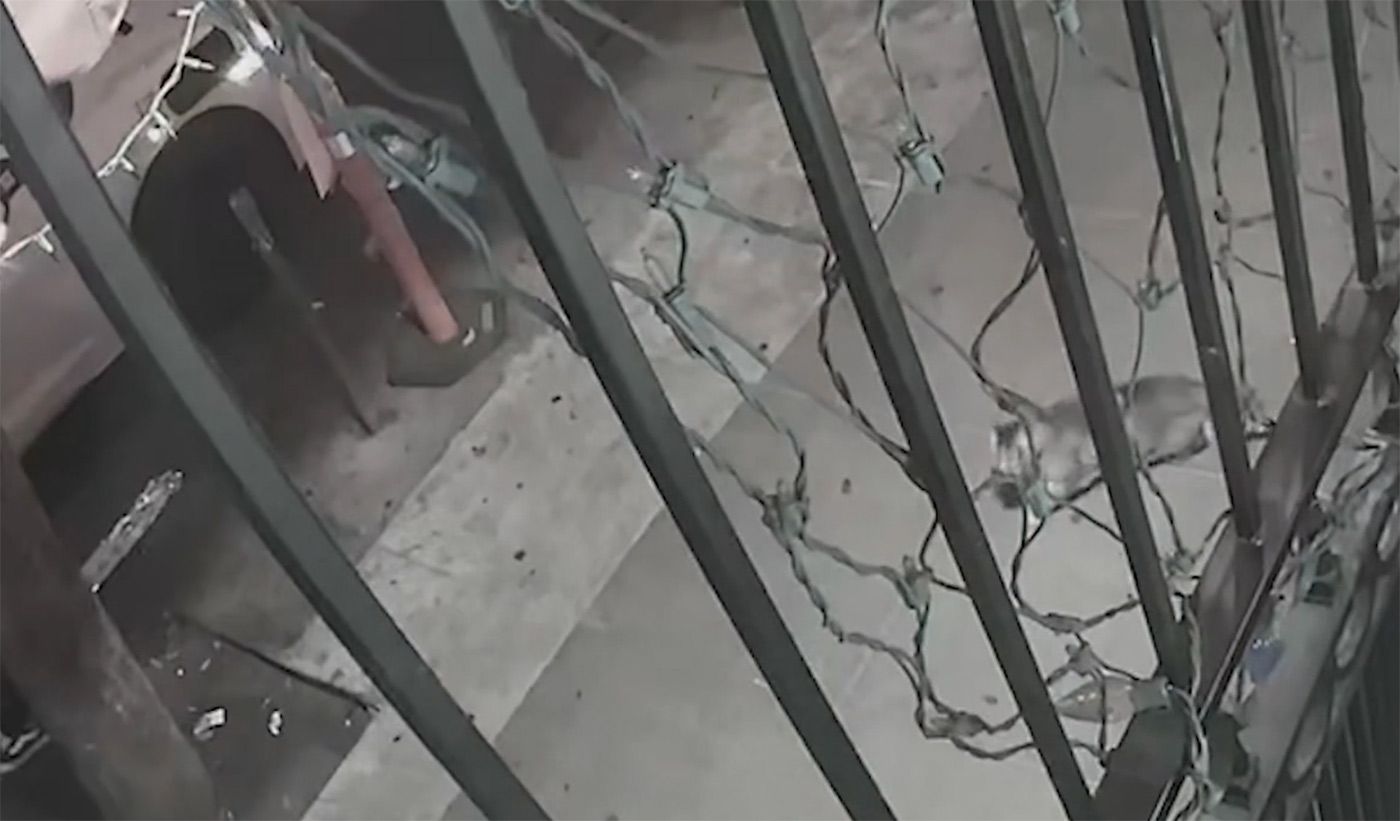 Newly Released Video Shows Moment Bodega Cat Was Killed on 16th Street