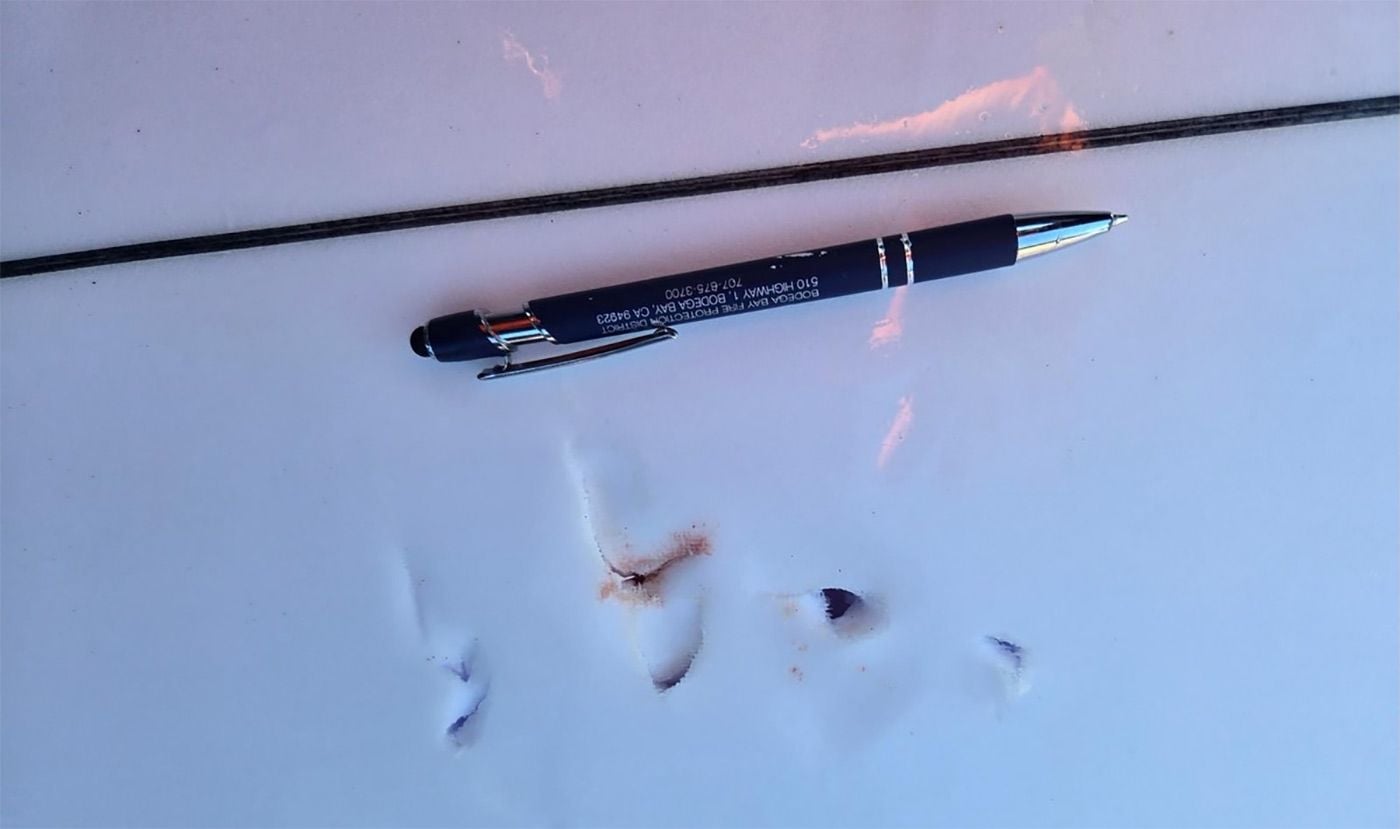 Surfer Near Bodega Bay Gets Hand Bitten By Shark