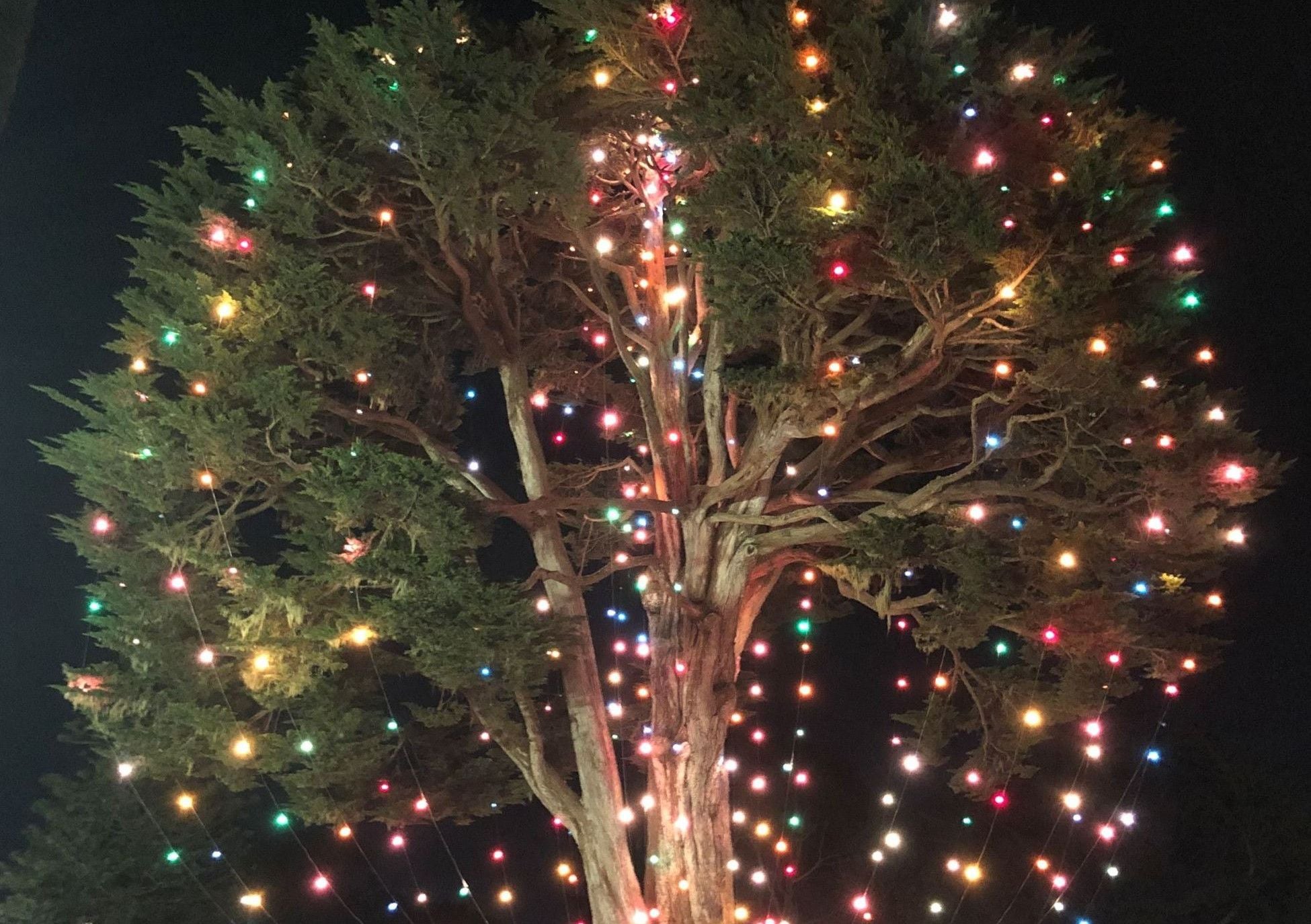Uncle John's Tree Gets Lit Tonight In Golden Gate Park, Salesforce Park Firing Up Its Lights Too