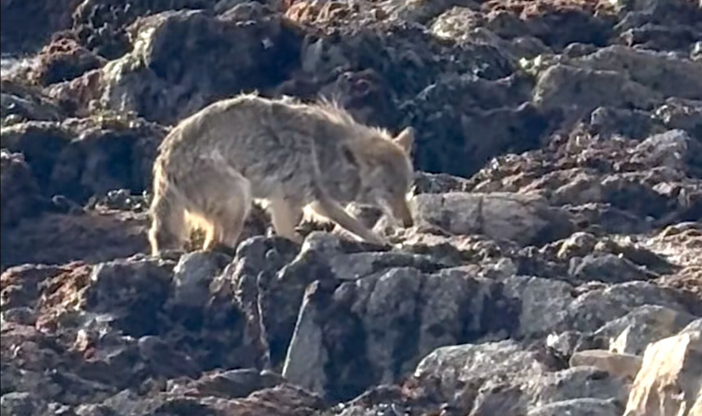Bedraggled Coyote Filmed Stepping Foot on Alcatraz Island for the First Time in History