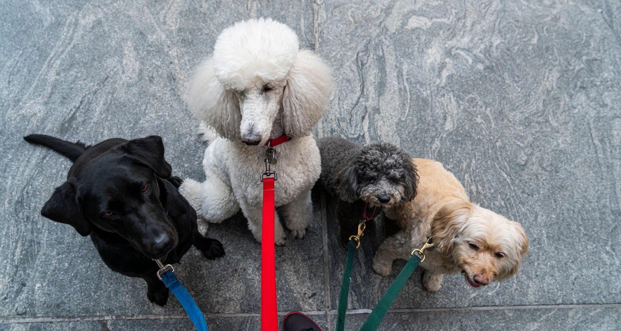 Pet Sitter in SF's Lake Merced Under Investigation for Deaths of Two Dogs, Neglect of Others