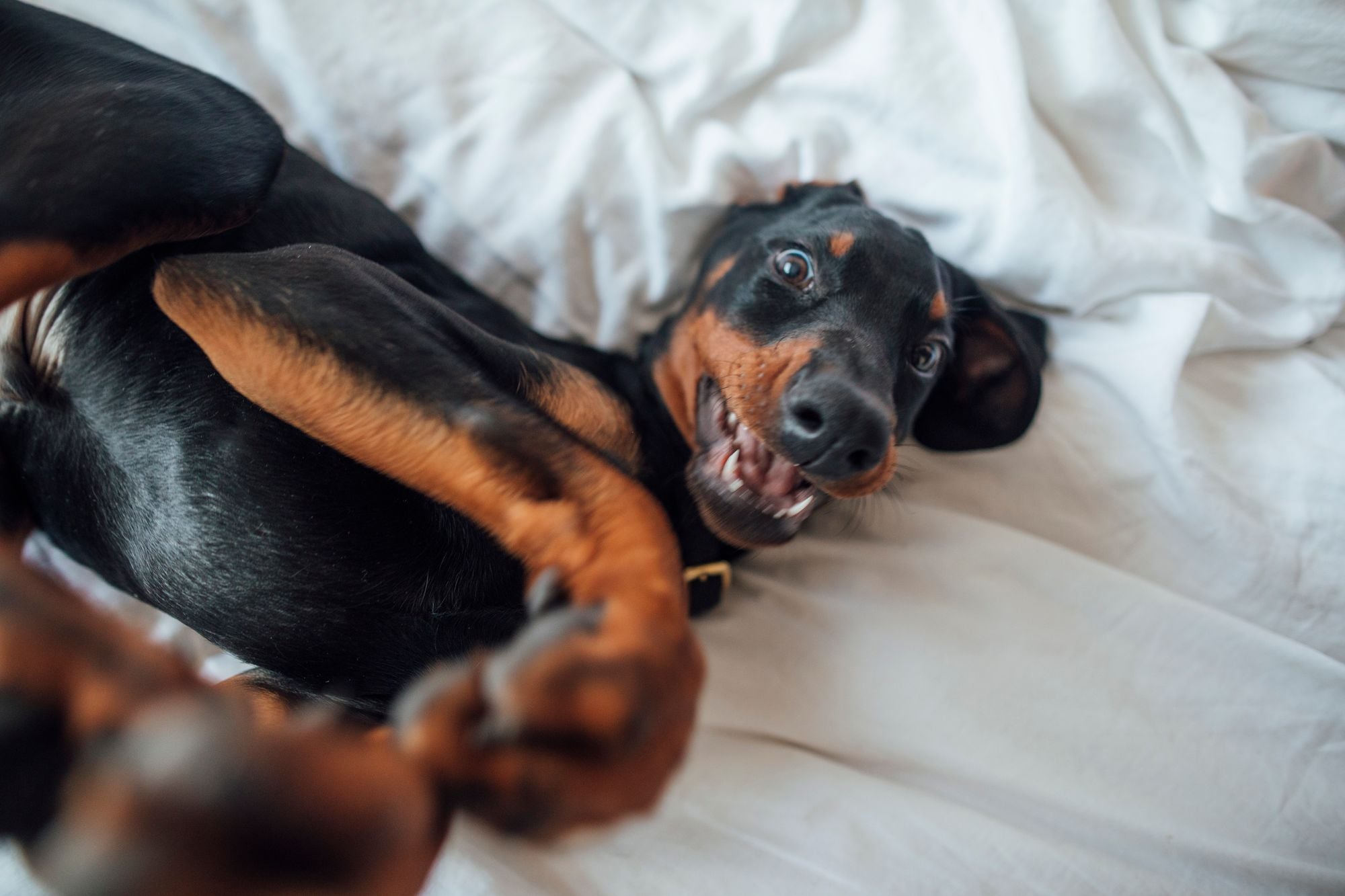 Salinas Man Throws Doberman Puppy at Cops to Evade Arrest, Still Gets Arrested Anyway