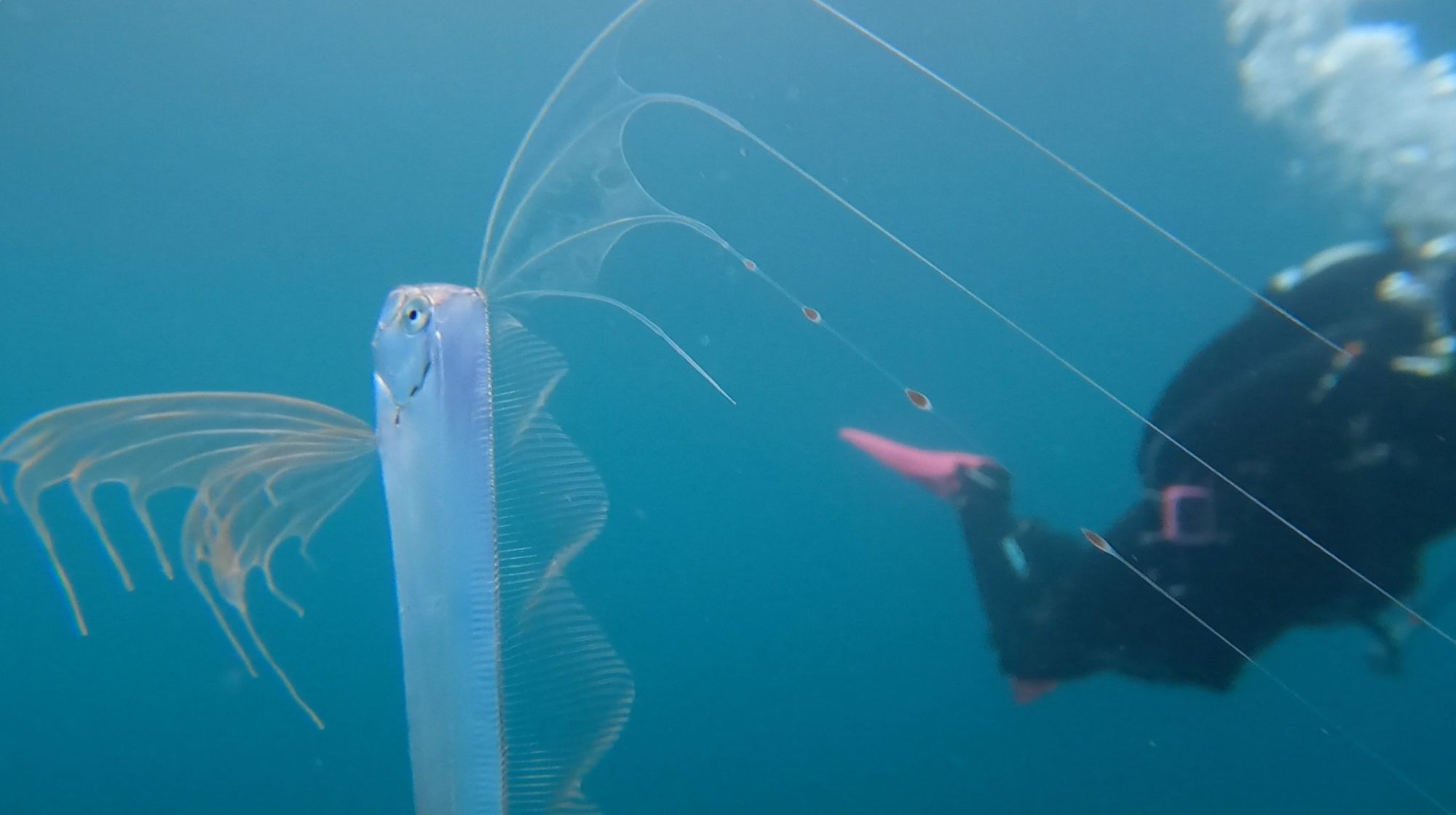 Juvenile Deep-Sea Ribbonfish Makes Rare Appearance in Shallow Waters of Monterey Bay