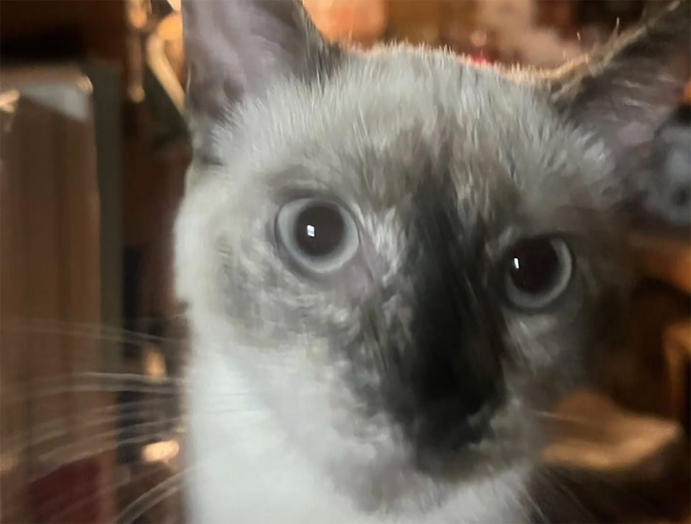 Randa's Market, Home of the Late KitKat, In Search of New Bodega Cat, Again