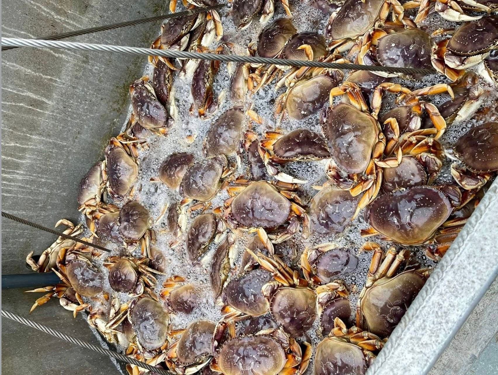 Dungeness Crab Time! Fresh Off-the-Boat Dungeness Crab Sales Start on Sunday at Fisherman's Wharf
