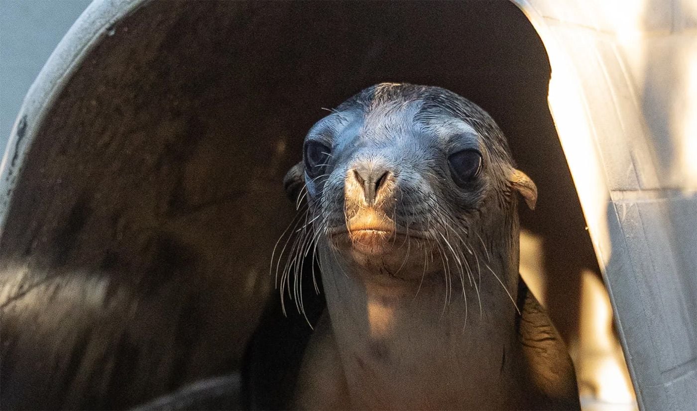 Friday Morning Constitutional: Baby Sea Lion Rescued From Mountain View Parking Lot