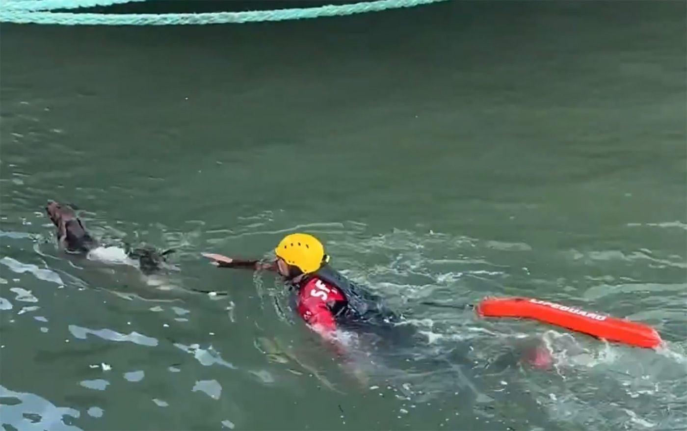 Dog Rescued From McCovey Cove After Jumping In After Bird