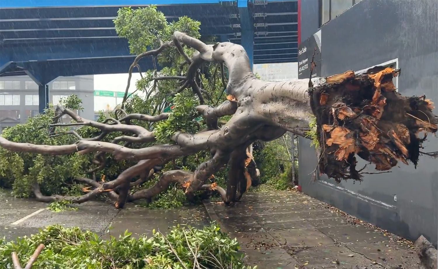 Video: Large Ficus Tree Falls Near the Foot of Potrero Avenue