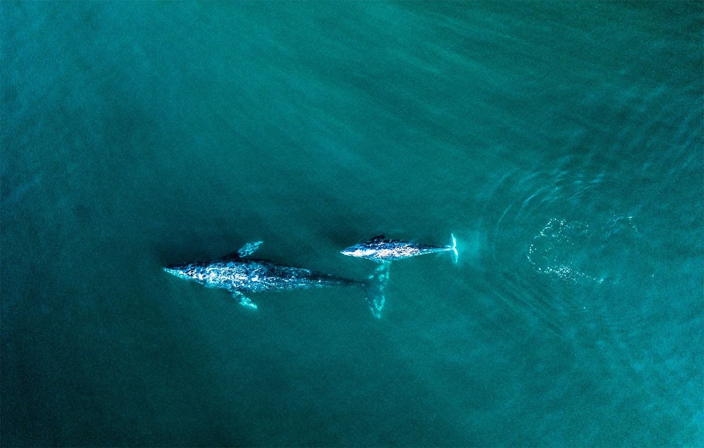 Several Gray Whales Make 'Unseasonably Early' Appearance In the Bay