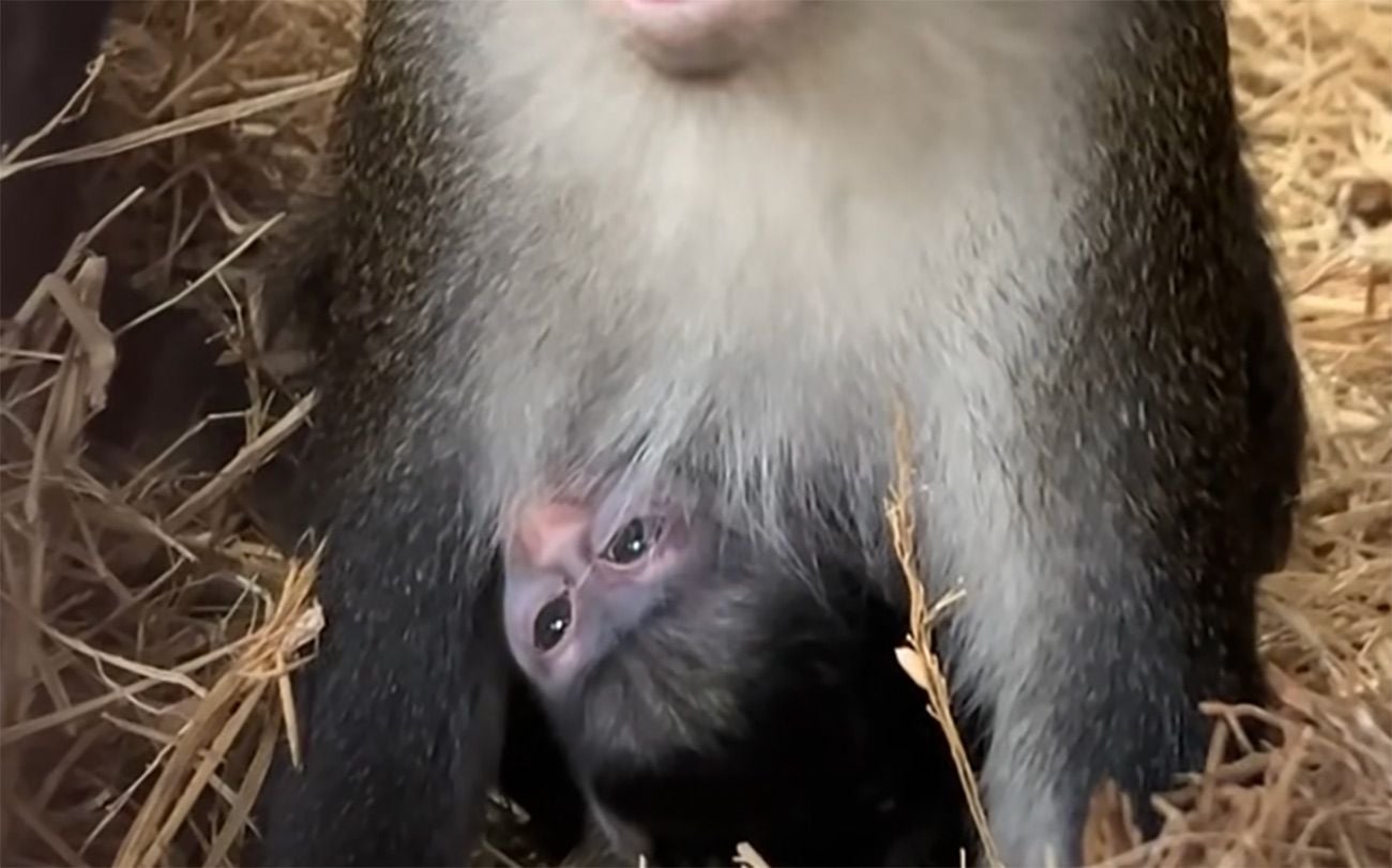 Oakland Zoo Welcomes New Baby Red-Tailed Monkey