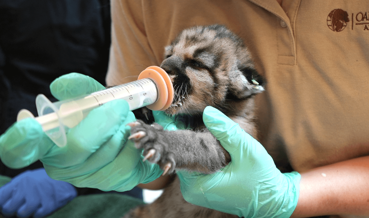 The Oakland Zoo Now Has Two Rescued Mountain Lion Cubs Named Crimson and Clover'