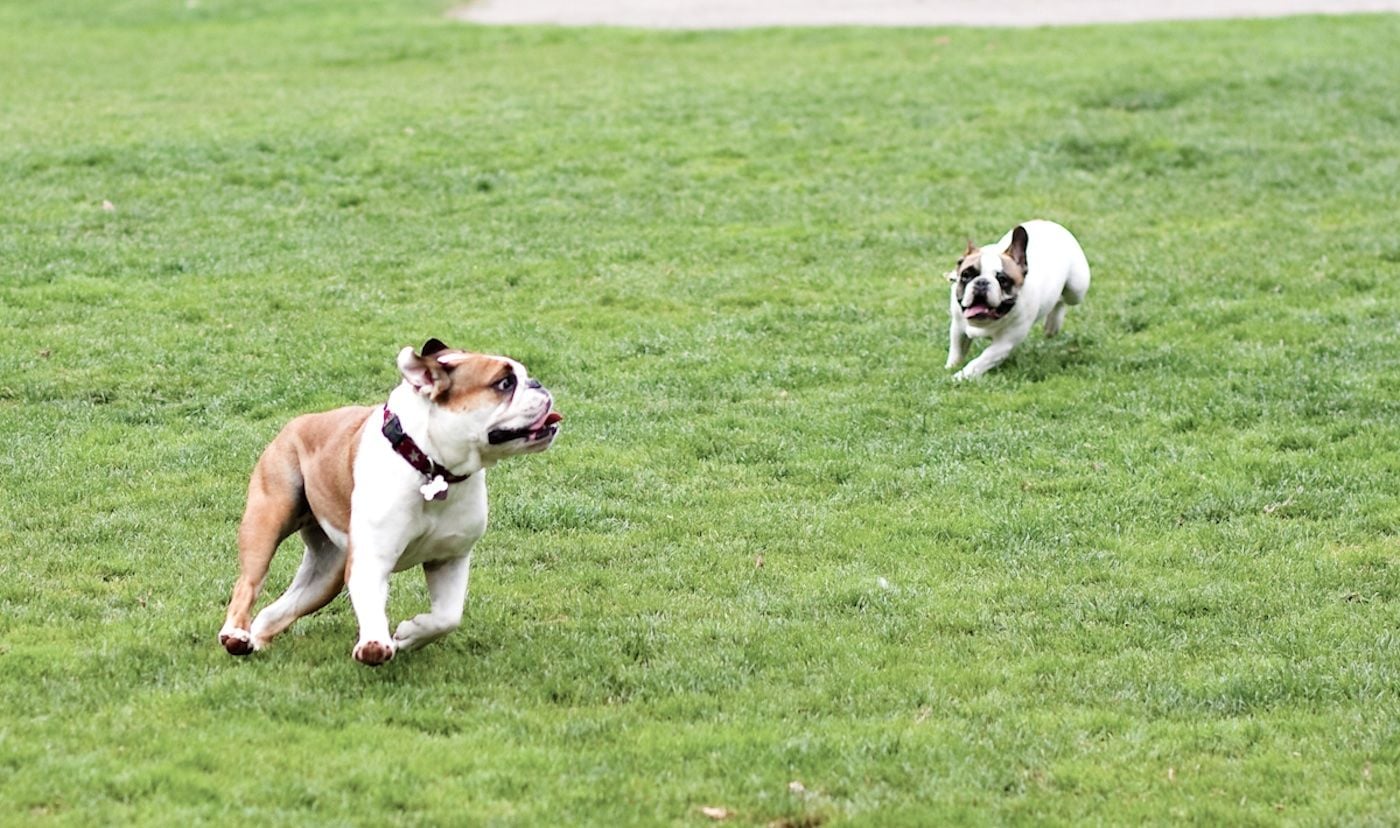 Board of Supes to Consider Reopening Dog Court' as 61 Bite Cases Await Hearings