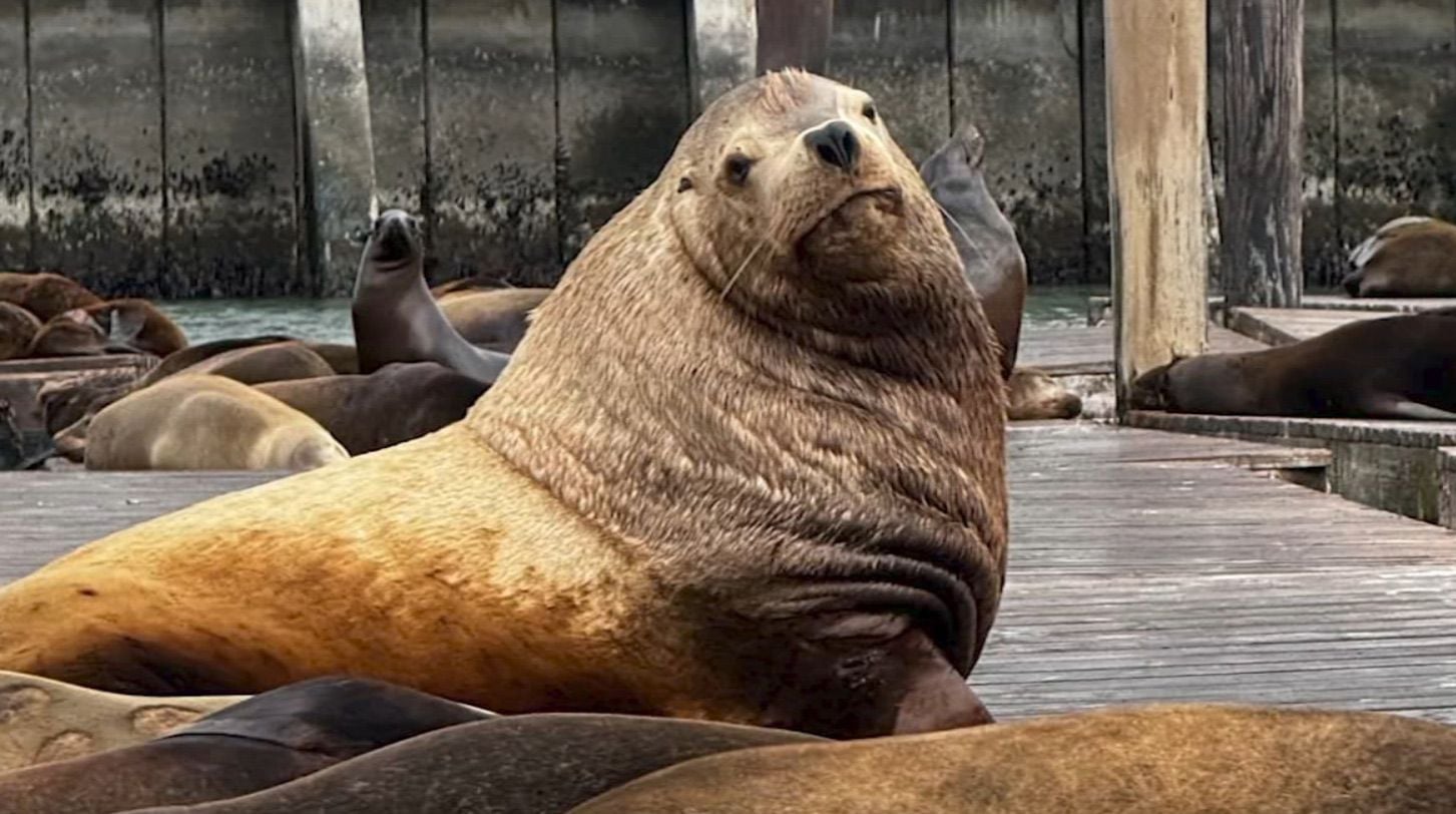 Extra-Large Sea Lion Who's Been Hanging Out By Pier 39 Makes National News