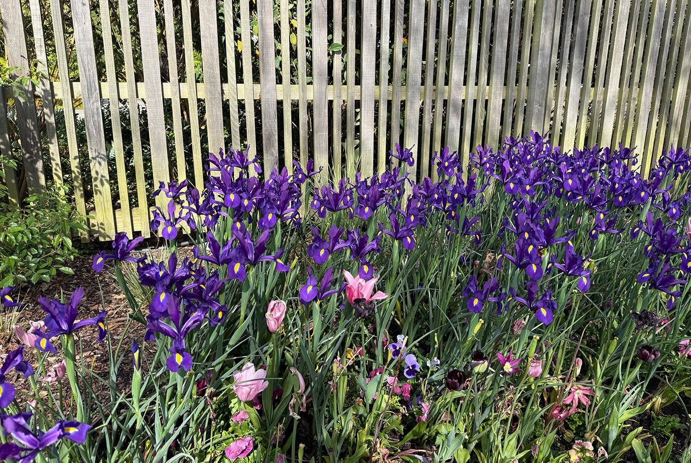 san lorenzo - dep. cuenca