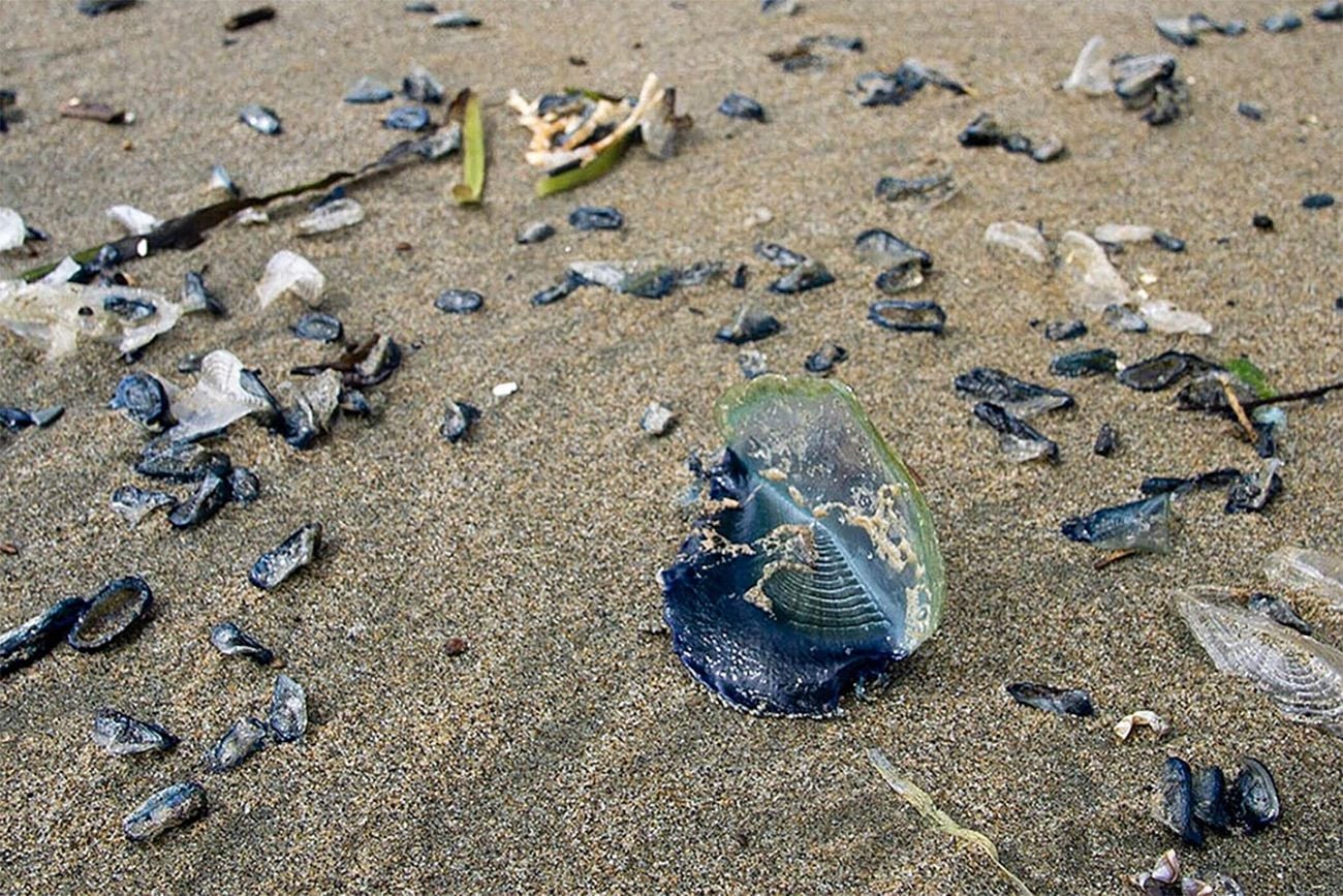Thousands of Those Jelly-Like 'By-the-Wind Sailors' Just Washed Up on Baker and Ocean Beach