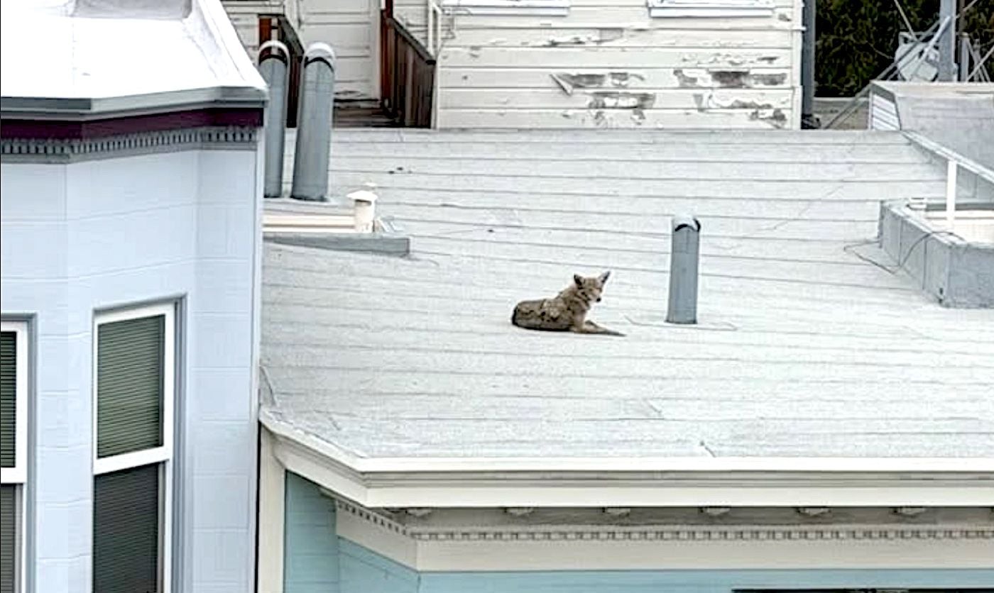 Coyote Seen Lounging on Rooftop In North Beach