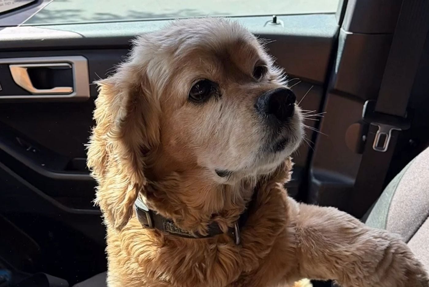 ‘Henry’ the Cocker Spaniel Takes Brief Joy Ride In Stolen Car In Downtown Concord