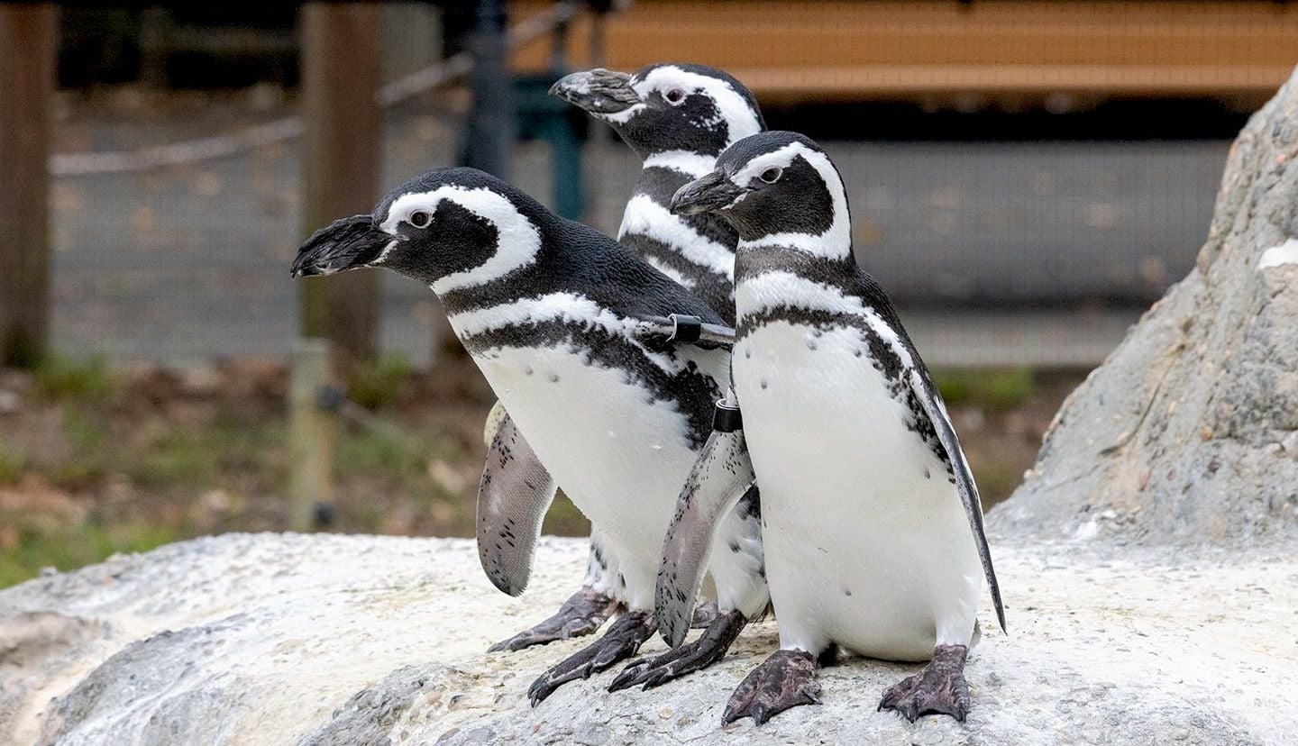 Audit Finds SF Zoo Violated City Laws By Spending $12 Million Without Approval
