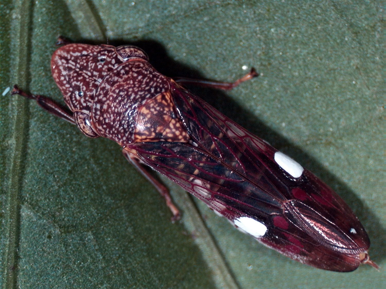 Invasive Insect Found on Costco Plants In Solano County Could Pose Threat to Napa Grapevines