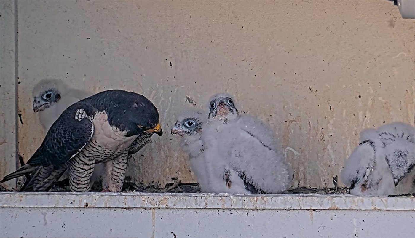 Four Healthy Peregrine Falcon Chicks Have Hatched on a Ledge at San Jose City Hall