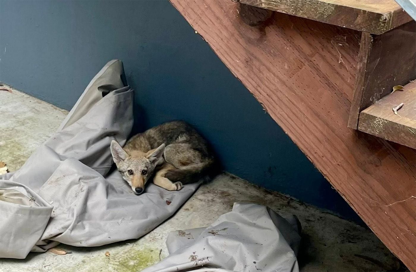 Juvenile Coyote Gets Trapped In SF Backyard, Curls Up Under Stairway, Gets Rescued