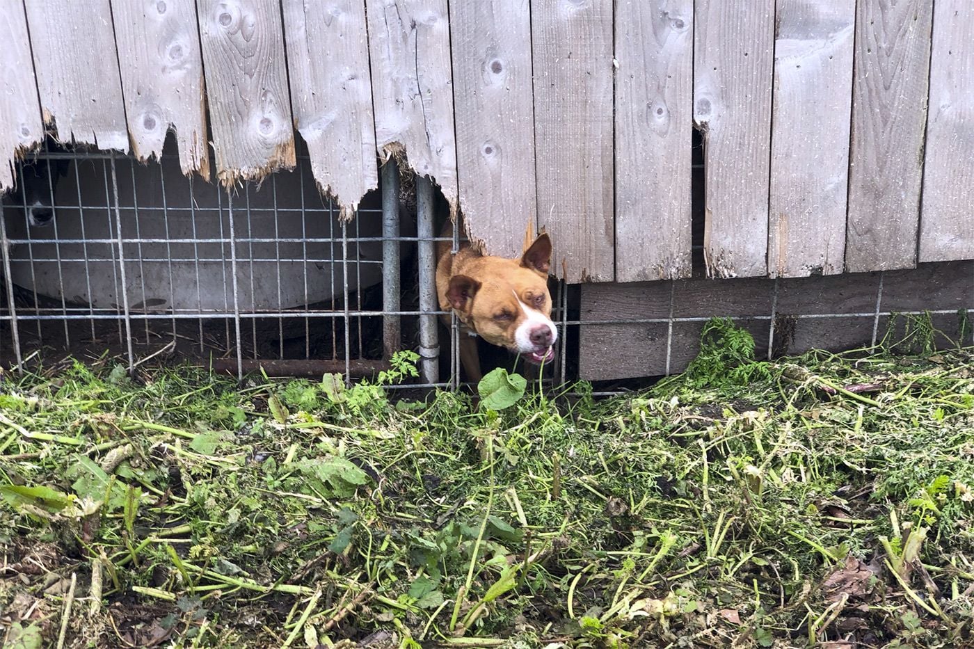 Friday Morning Constitutional: Search Wraps Up at Humboldt Animal Shelter Mass Gravesite