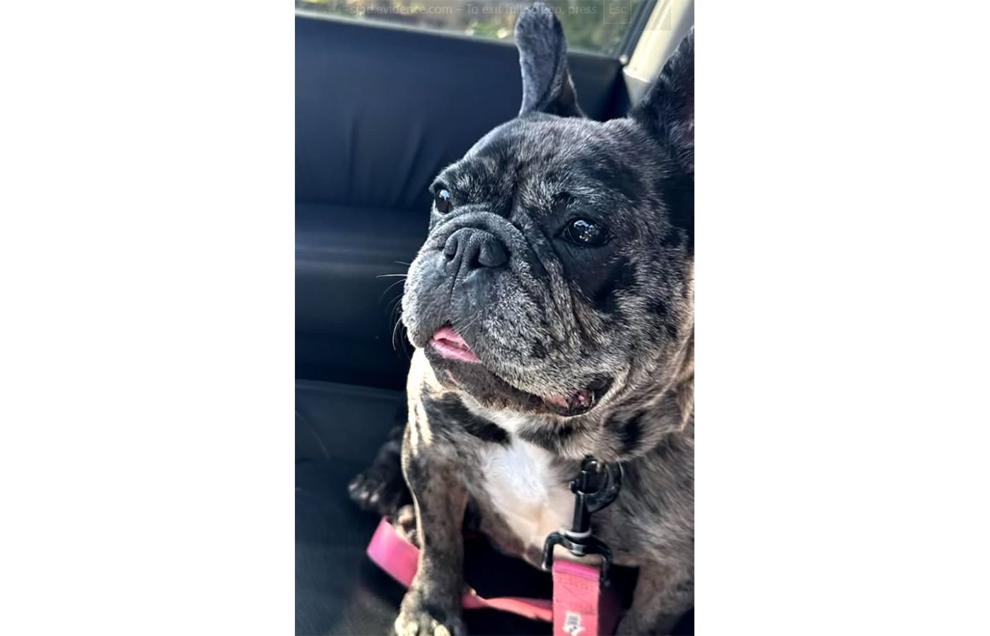 Thursday Morning What's Up: French Bulldog Missing After San Jose Crime Spree