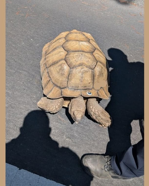 Saturday Links: 40-Pound Tortoise Enjoys Brief Pleasure Walk on Orinda Freeway