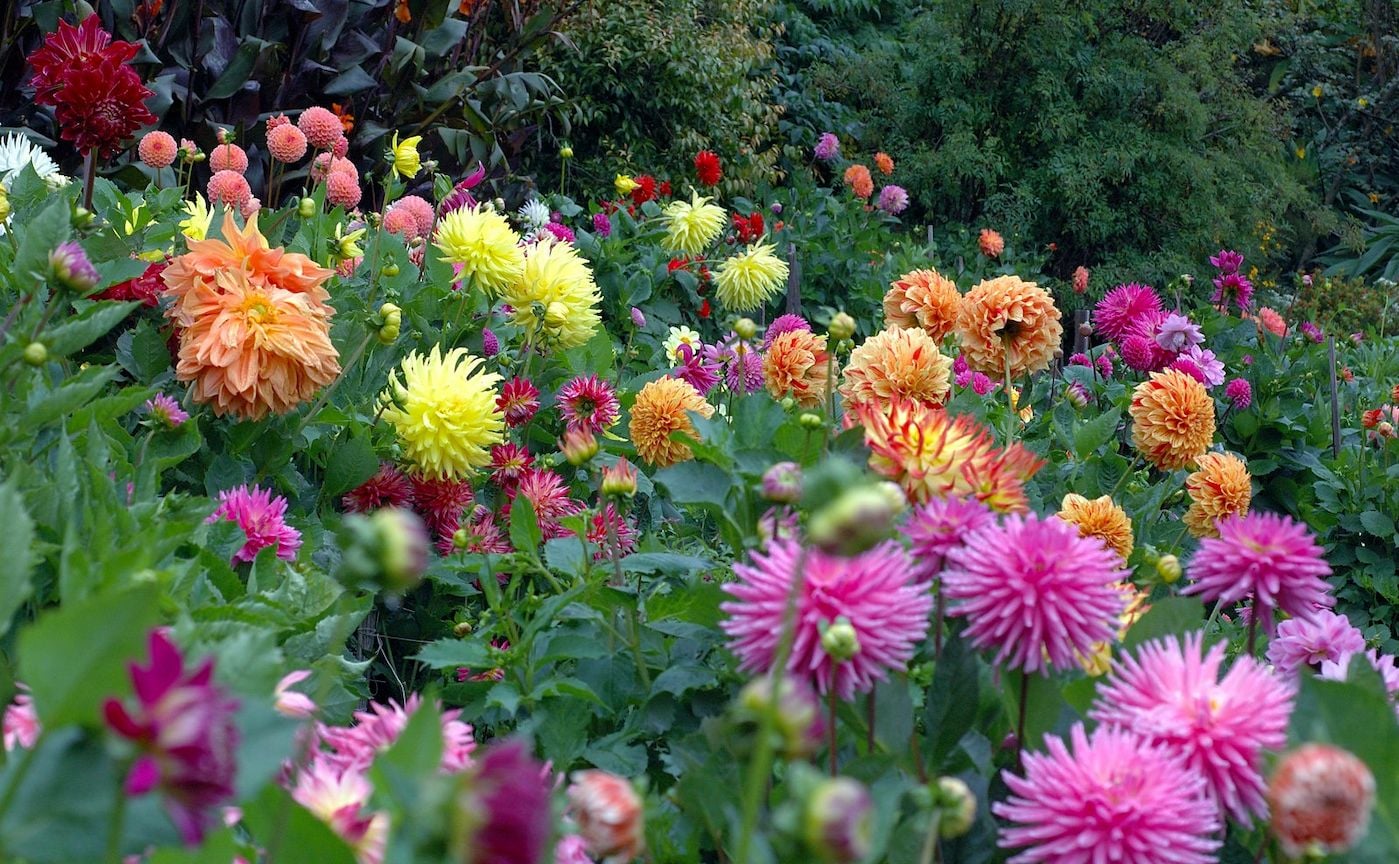 Day Around the Bay: San Francisco Celebrates 100 Years of Dahlia Fever