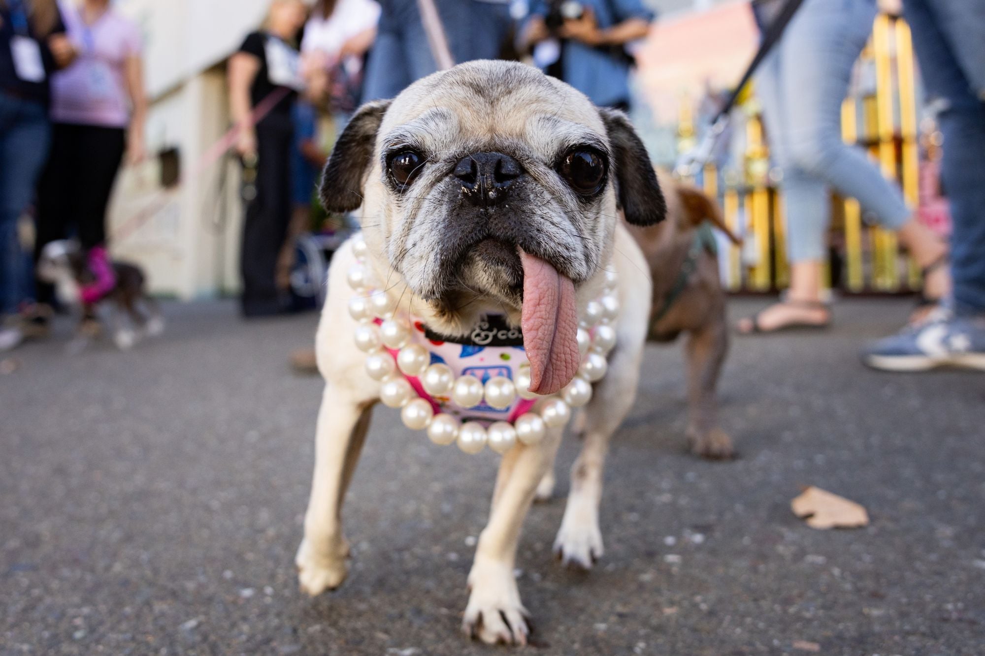 Ukiah Pug Jinny Lu Crowned 'World's Ugliest Dog' at Sonoma County Fair
