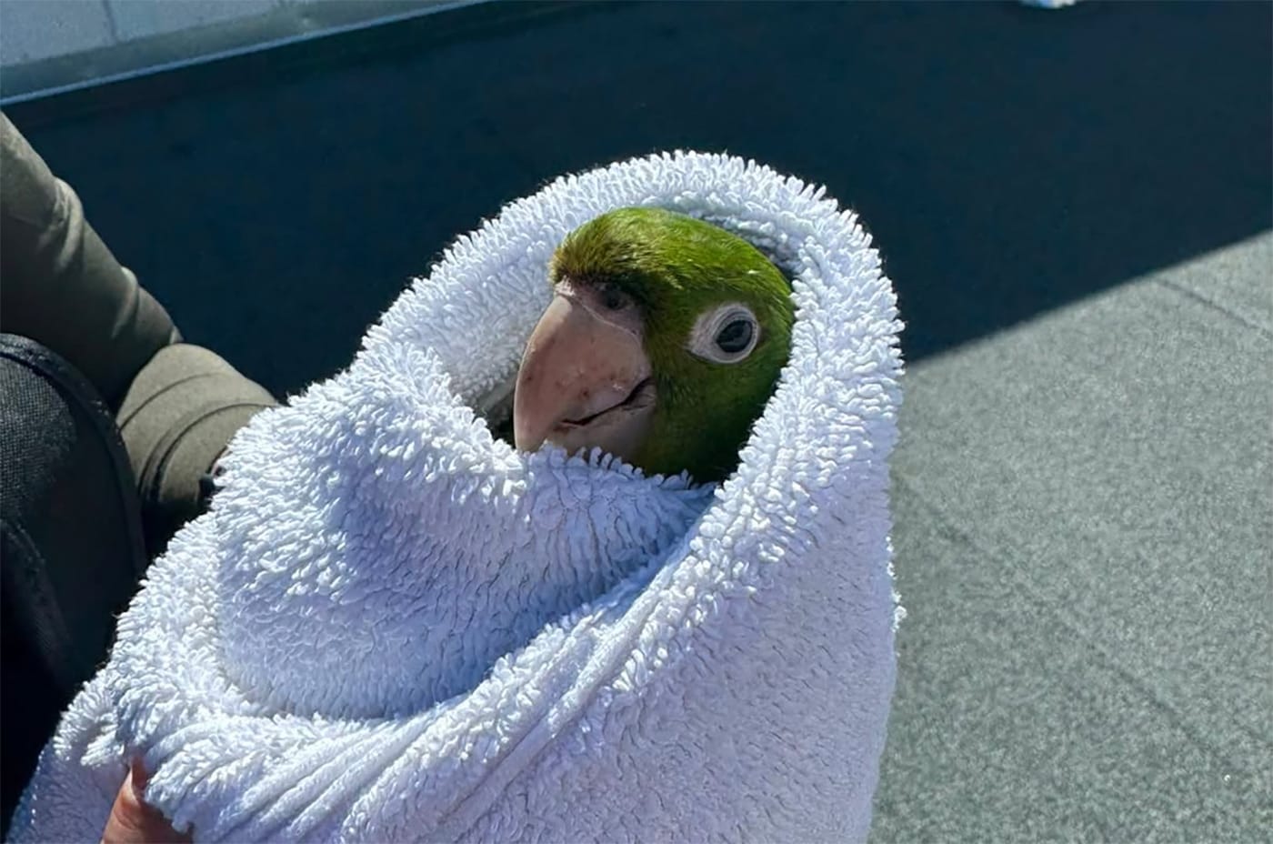 Day Around the Bay: SF Firefighters Rescue Wild Parrot That Got Stuck