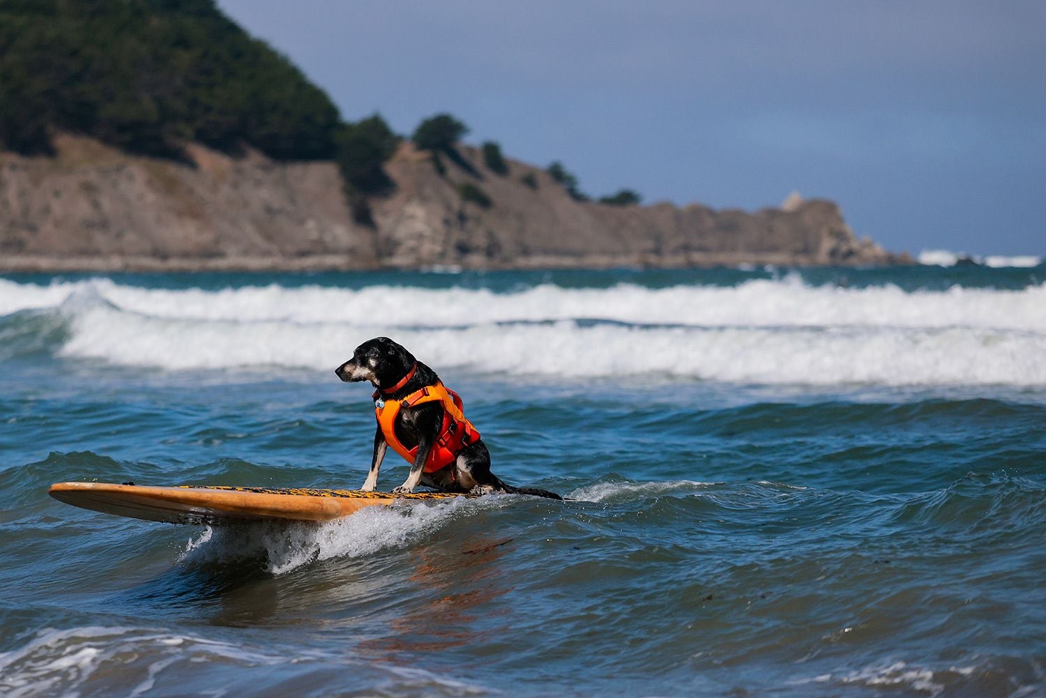 Photos: Wave-Riding Dogs Duke It Out at Annual World Dog Surfing Championship In Pacifica