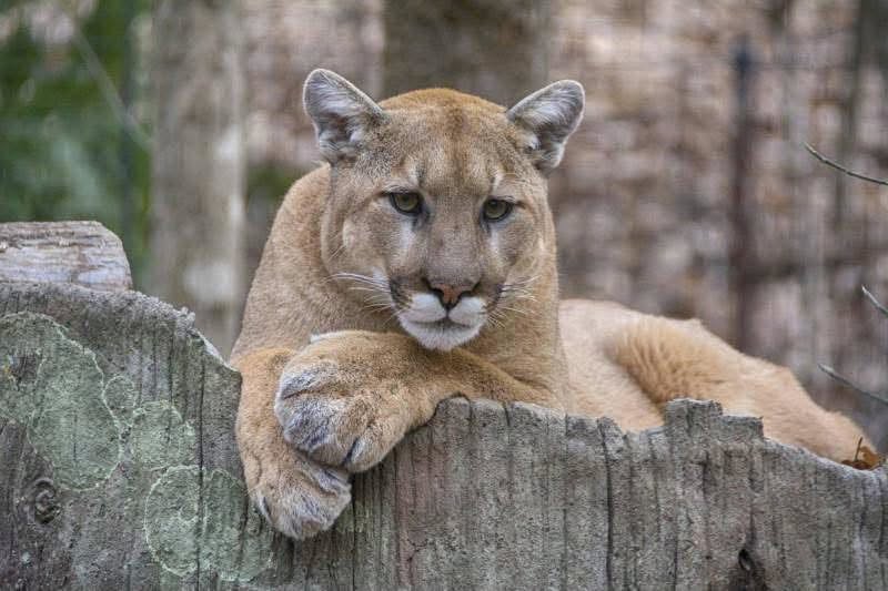Mountain Lion Spotted in Panhandle By Golden Gate Park