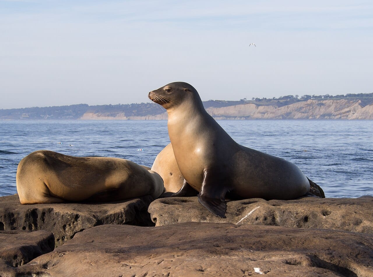 Decapitated Dead Sea Lion at Ocean Beach Prompts Reminder to Leave Animal Carcasses Alone