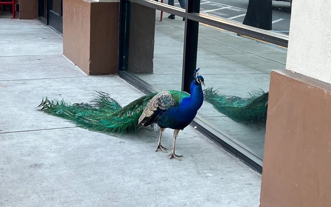 Feathered Mascot ‘Kevin’ Inspires Peacock Crossing Signs, Bumper Sticker In Oakland