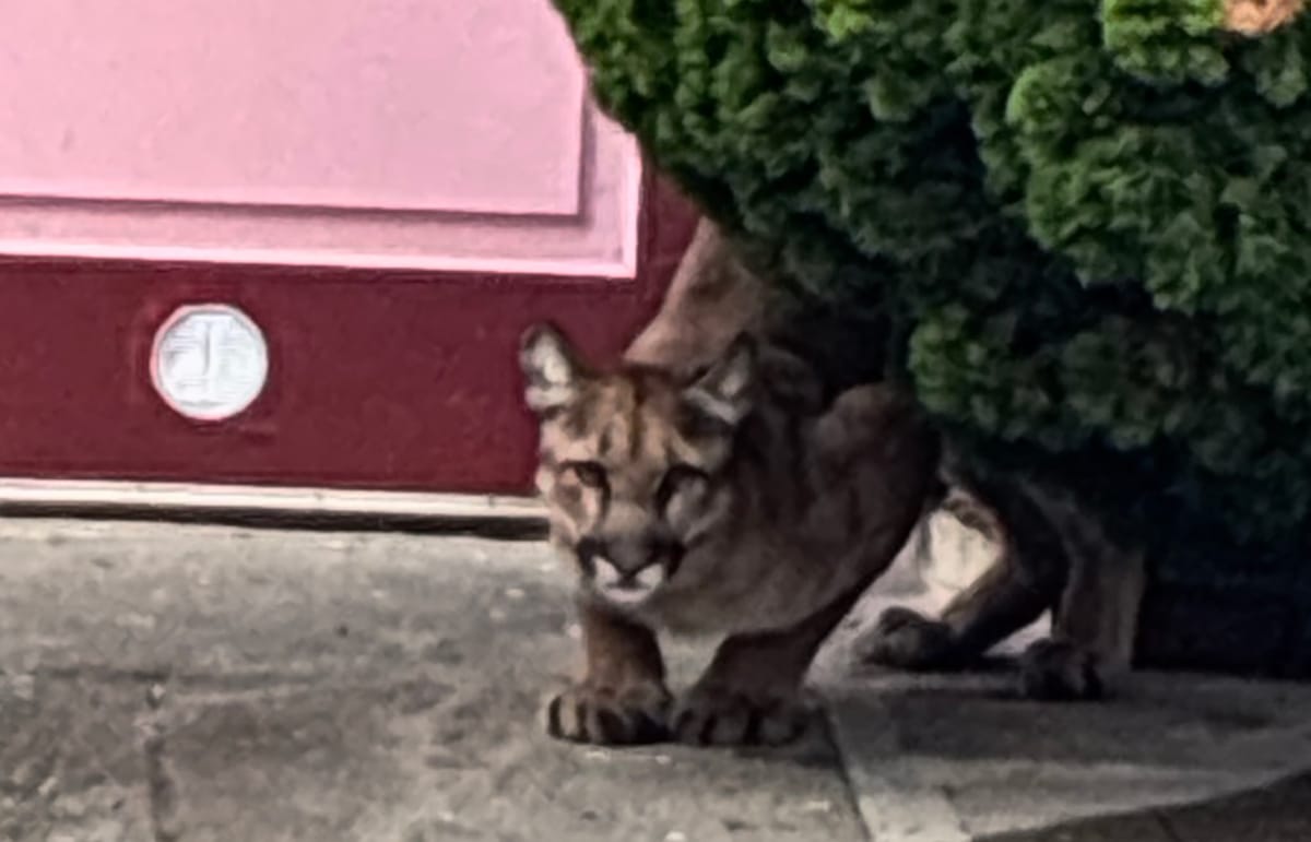 Friday Morning Constitutional: Mountain Lion Sighting In Outer Sunset
