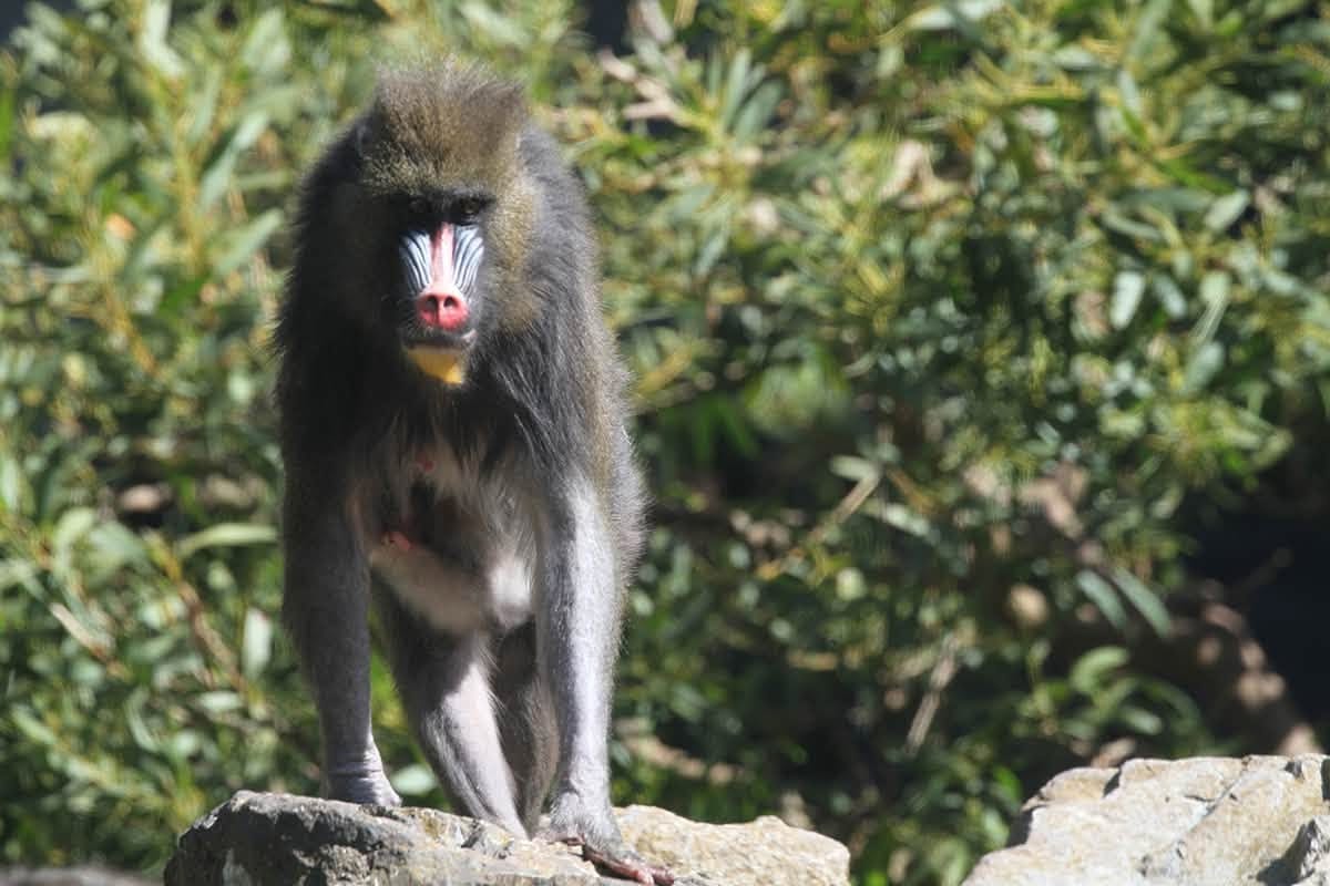 Day Around the Bay: Lulu, a Mandrill, Dies at SF Zoo