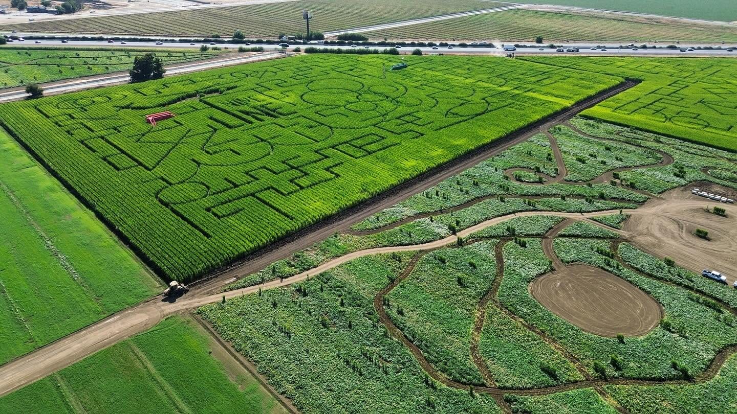 Solano County Sheriff Deputies Navigate Corn Maze to Reach Stabbing Victims