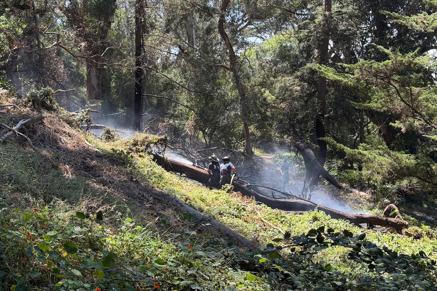 SF’s Buena Vista Park Had Five Fires Over Past Year, With 18 Others Occurring Nearby