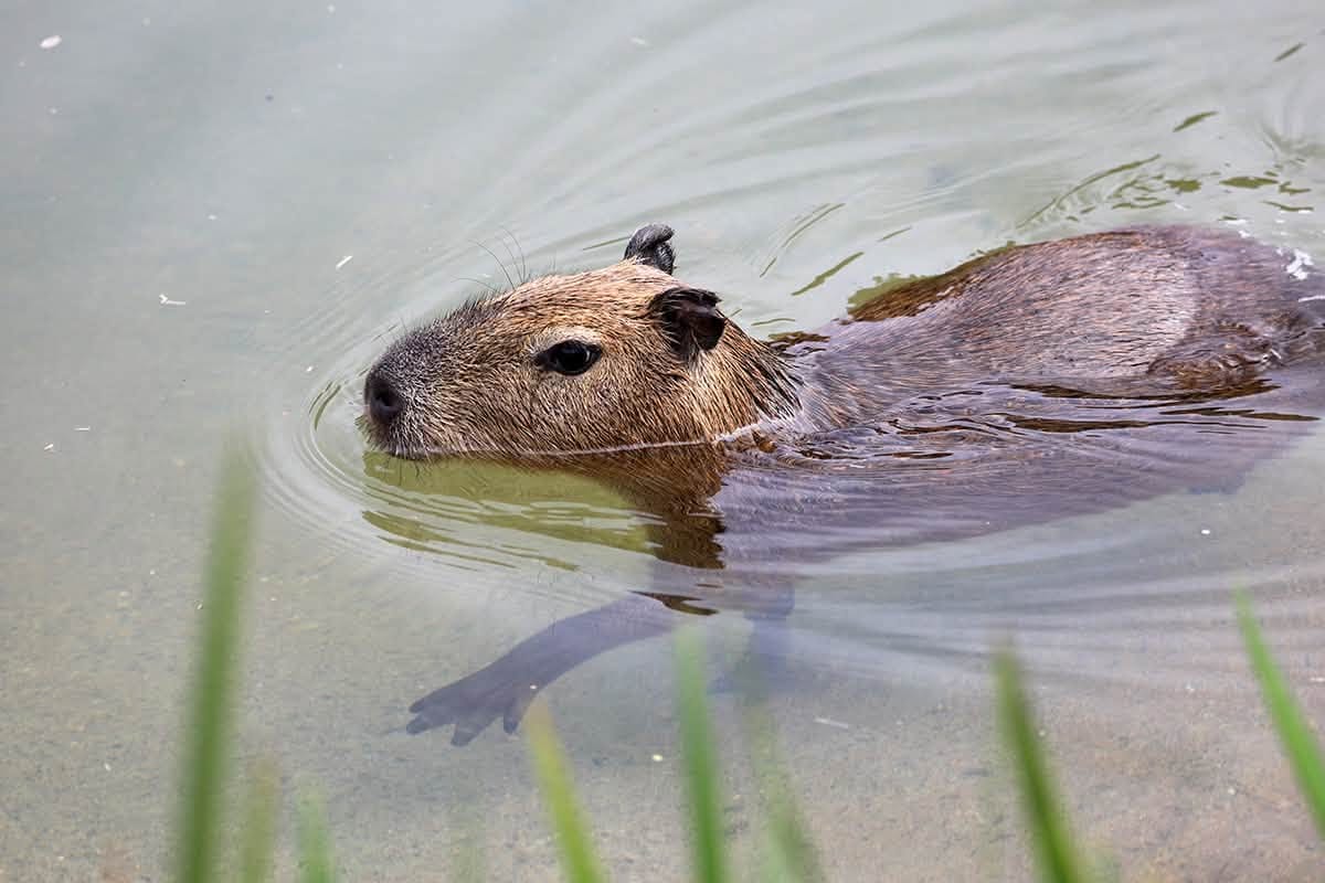 Four-Month-Old Capybara Siblings Arrive at San Francisco Zoo