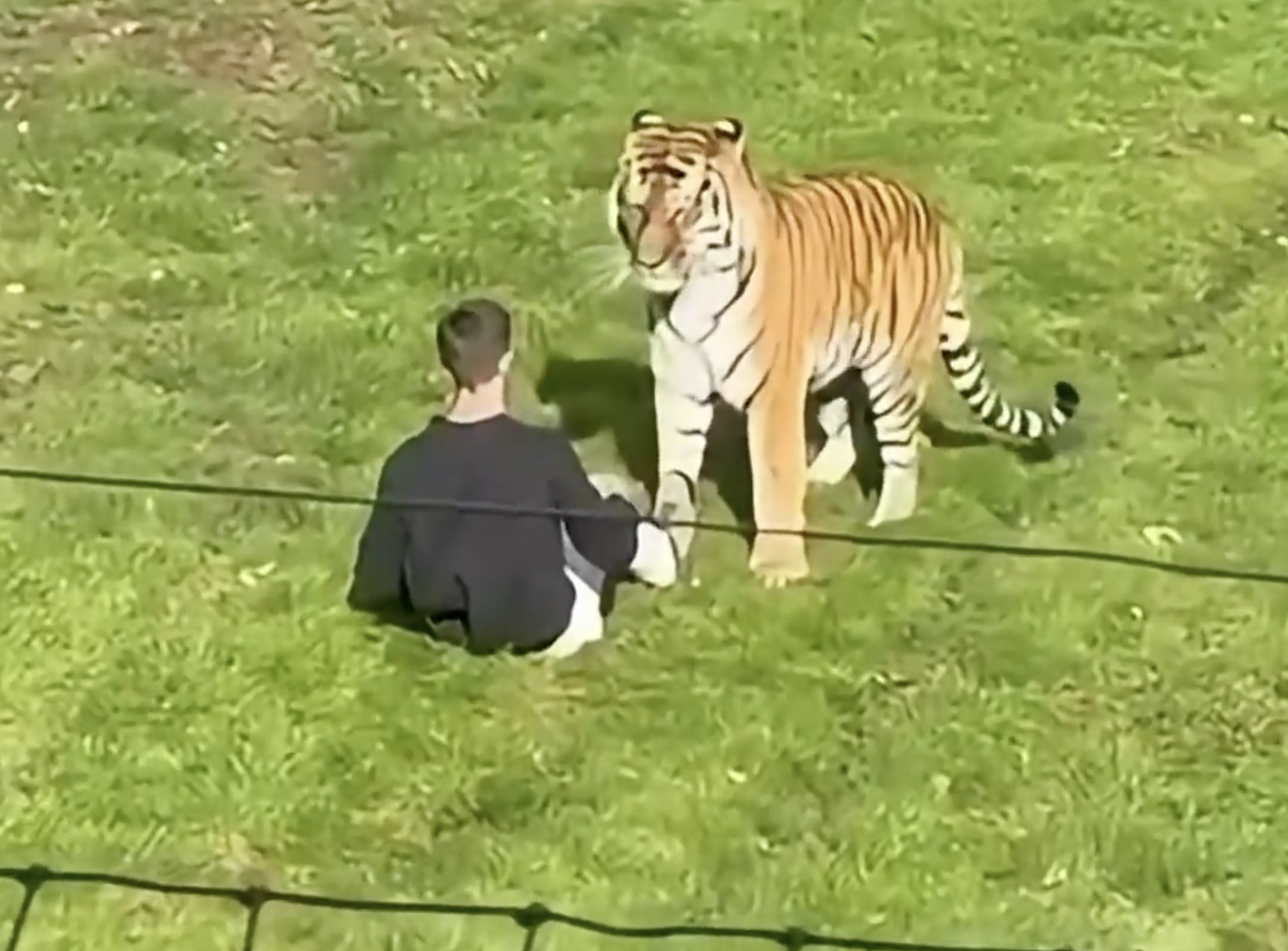 Sunday Links: Man Killed By Tiger at Wildlife Enclosure in Northern England