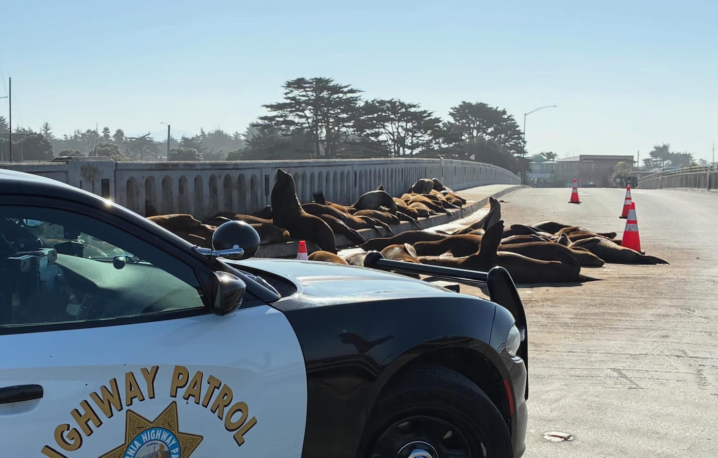 Crowds of Sea Lions Keep Gathering on Moss Landing Roadway, Disrupting Traffic