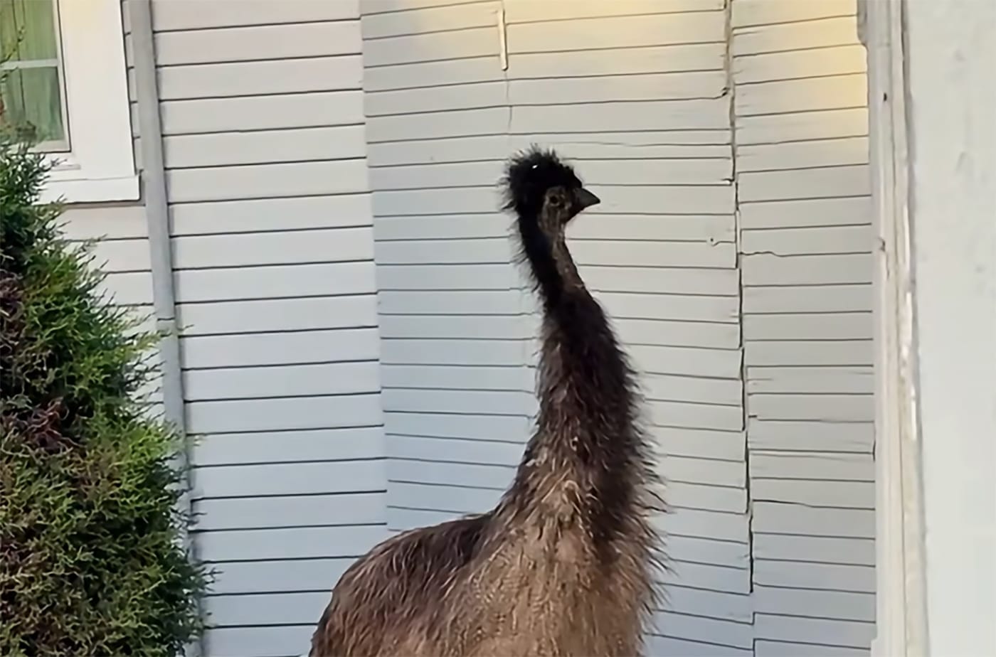 Pet Emu Gets Loose, Runs Through Traffic In Santa Cruz