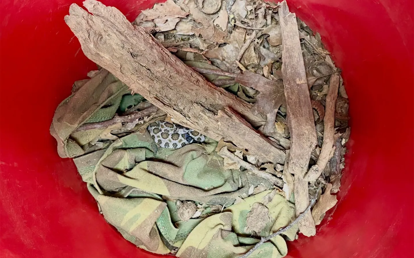 Saturday Links: Marin Humane Finds Surprise Rattlesnake in Donated Bucket